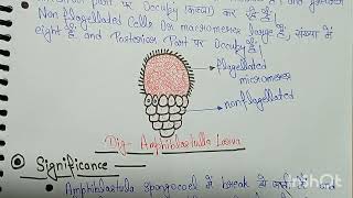 Amphiblastula Larva Phylum Porifera👍👍 [upl. by Armillda]