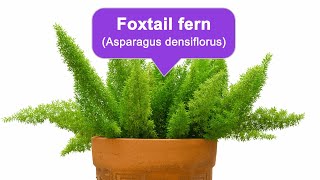 Nobility wealth fertilityFoxtail Fern [upl. by Damahom]