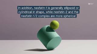 Structural differences among nesfatin1 nesfatin2 and their complex [upl. by Steffin]