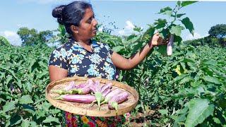 Want to make a good meal that tastes like thosai with brinjal sambar gravy village kitchen recipe [upl. by Eendys]