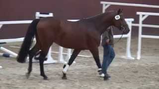 LevisonnContendro I stallion  2012 [upl. by Ruthie951]