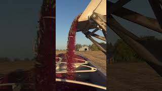 Combining Kidney Bean Windrows with Pickett equipment combine harvest caseih farming beans [upl. by Aciraa569]