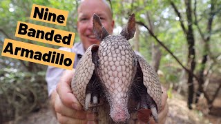 Nine Banded Armadillo Dasypus novemcinctusis 9 Banded Armadillo in Florida [upl. by Nysila]