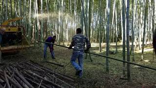 LGCC Bamboo chipping on Avery Island [upl. by Reina536]