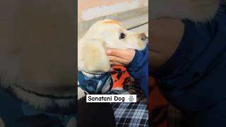 Bellas Sweet Moments with Bhagwa Tika Cute Labrador Dog Love BellaTheLabrador2024 Rinievlogs [upl. by Eads330]