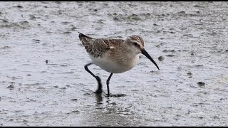 Curlew sandpiper  Krombekstrandloper [upl. by Tebazile649]