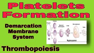 Megakaryopoiesis  Platelets Formation [upl. by Suivatnod]