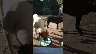 Dogs eat crackers 1 [upl. by Berga]