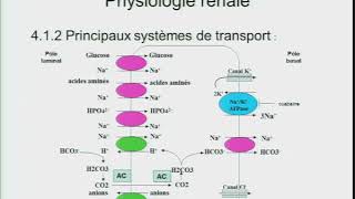 Physiologie rénale [upl. by Chantalle]