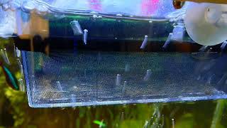 pleco L260 aquarium baby fish [upl. by Bergmans]