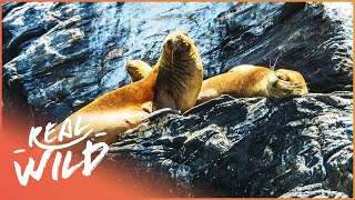 What Can We Learn About The Steller Sea Lion  The Blue Realm [upl. by Rothberg]