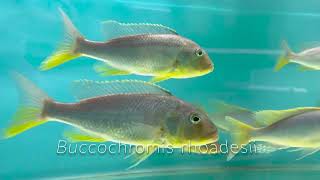 Buccochromis rhoadesii [upl. by Veronika336]