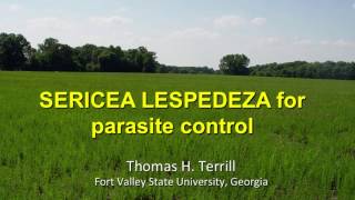 SERICEA LESPEDEZA for parasite controlTom Terrill [upl. by Llerroj]