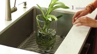 How do I water my Vanda Orchid [upl. by Tillfourd]