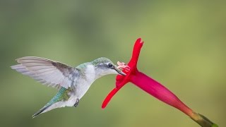 Harming birds in Cambodia [upl. by Wawro]