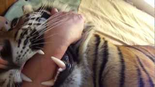 playing with enzo the tiger [upl. by Spenser987]