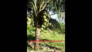 Aromatic Thai Coconut [upl. by Emmalyn]