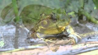 Green frogs  Lithobates clamitans HD [upl. by Eidnew]