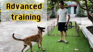 Belgian Malinois Advanced training [upl. by Mazur]