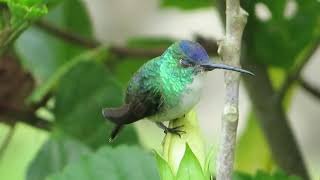 colibrí cresta azul  birds [upl. by Etnom]