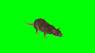 Rat Green Screen Animation HD Video Footage [upl. by Htebyram17]