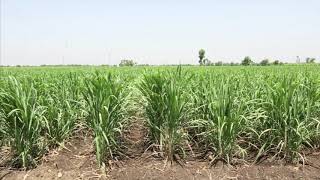 Importance of Ratooning in Sugarcane Farming [upl. by Nylyrehc]