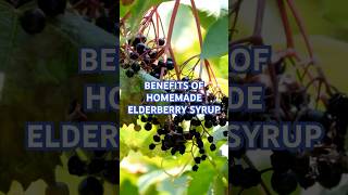 Benefits of Homemade Elderberry Syrup shorts holistichealing [upl. by Huoh779]