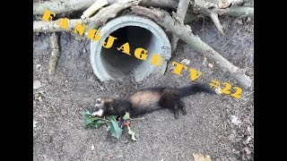 Erste Fänge im Oktober schwarze Böcke und jede Menge Nutria  Fallenjagd von Fangjagd TV [upl. by Ahsirat]