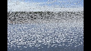 Snow geese swarming on Reservoire Baudet in Victoriaville Quebec [upl. by Mayworm]