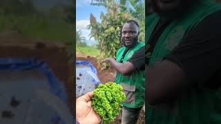 Azolla farming in Cameroon 🇨🇲 [upl. by Timoteo]