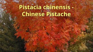 Pistacia chinensis Growing Guide by GardenersHQ [upl. by Yrro113]