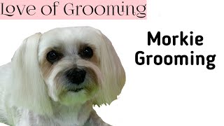 Grooming a Morkies Head [upl. by Hackney]