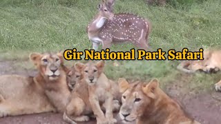 Gir National Park Safari Gujarat [upl. by Kare]