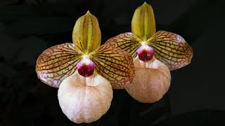 Paphiopedilum и Phragmipedium [upl. by Fotina]