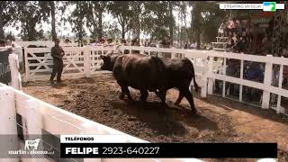 180924  13º Remate Anual del Oeste en Huanguelén  La Juanita La Negra e Invitados [upl. by Adhamh]