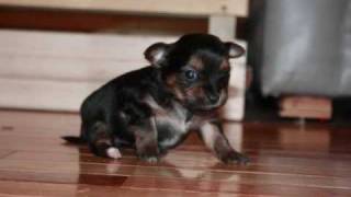 Chorkie puppies 3 weeks 4 days old [upl. by Leftwich]