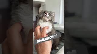 Cat love cat love catshorts catlover music cute trending feedshorts viral kitten shorts [upl. by Cressler]