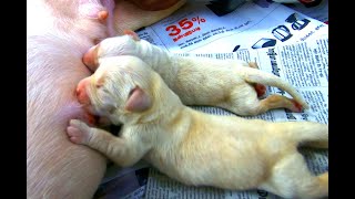 Hungered 3 days old Newborn puppies whining during Nursing  Newborn cute puppies drinking milk [upl. by Hester]