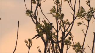 Common Cuckoo  Koekoek Cuculus Canorus Part 2 quot Avondrood quot [upl. by Ggerk89]