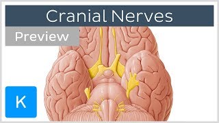 Cranial nerves list and functions preview  Human Anatomy  Kenhub [upl. by Ube]