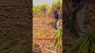 Cane harvesting farming sugarcanefarming sugarcaneplant shortvideo [upl. by Nylrahs]