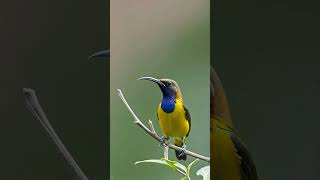 Olive backed Sunbird birds birdsounds birdwatchinglife [upl. by Enairda]