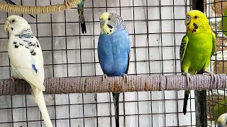 Budgie Parakeet Sounds to Brighten Your Day 🕊️🎶 [upl. by Dannye247]