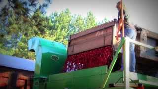 Cranberry Harvesting with Arpin Cranberry Co Warrens Wi [upl. by Eupheemia]