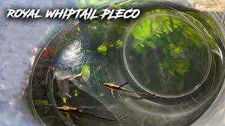 Royal whiptail catfish care  Beautiful fishes in aquarium [upl. by Oag]