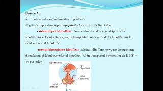 HIPOFIZA  Lectii de biologie clasa a VIIa [upl. by Aleinad205]