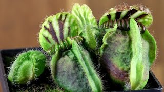 Cephalotus follicularis Dudley Watts [upl. by Lambert]