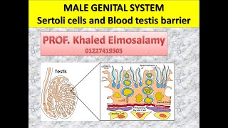 Histology of sertoli cell and blood testis barrier [upl. by Menard94]