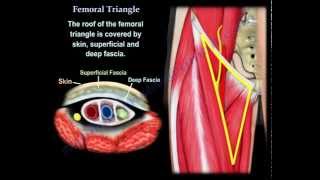 Femoral Triangle  Everything You Need To Know  Dr Nabil Ebraheim [upl. by Sonitnatsok228]