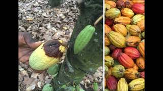 Des Fruits DescriptionConseils Le Cacaoyer [upl. by Aynom]